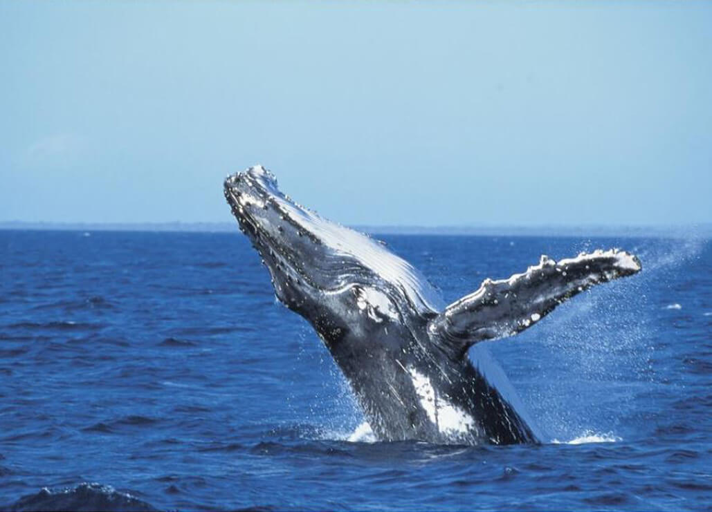 GBRMPA Reports Humpback whale numbers surge