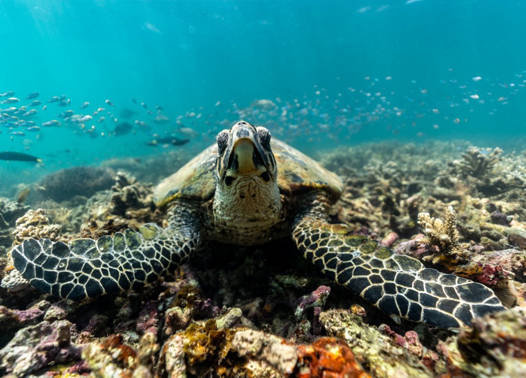 Release of the 2019 Great Barrier Reef Outlook Report | Capricorn ...