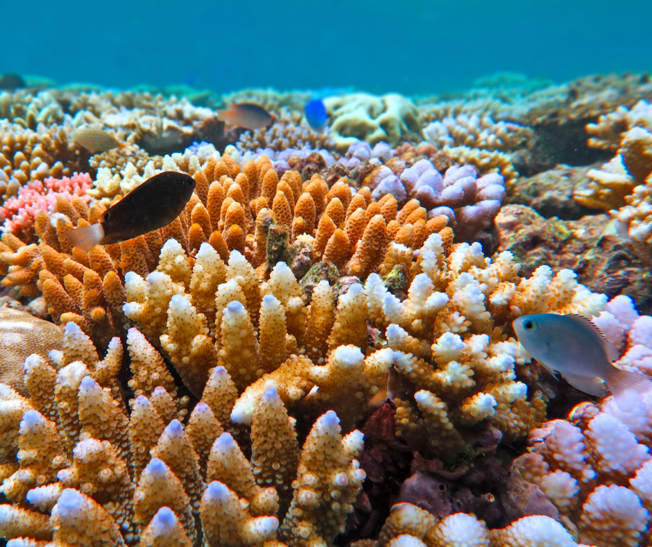 Budget’s record Great Barrier Reef investment to protect icon for generations to come
