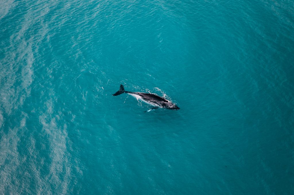 Meet the giants of the Humpback Highway with Keppel Konnections’ Whale Watching Tours